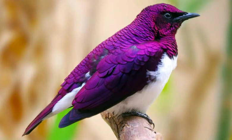 Purple birds