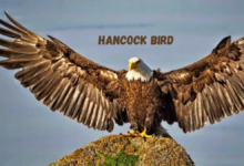 hancock bird meaning