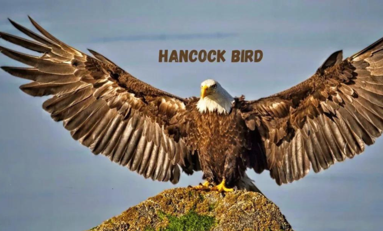 hancock bird meaning