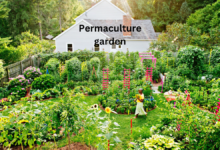 Permaculture garden