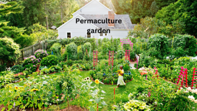 Permaculture garden