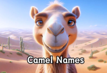 Camel names